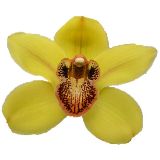 Cymbidium large flowered oranje BLOEM OP STOK (kopie) (kopie)