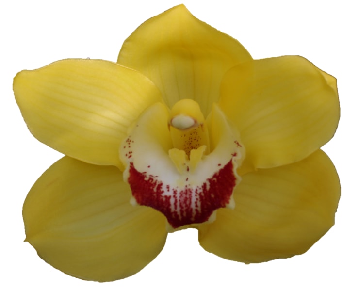 Cymbidium large flowered MIMOSA