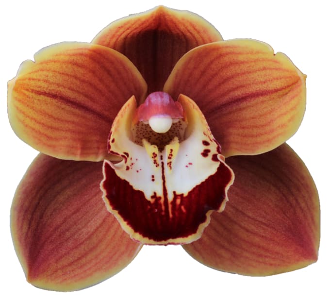 Cymbidium large flowered RENE S WISH