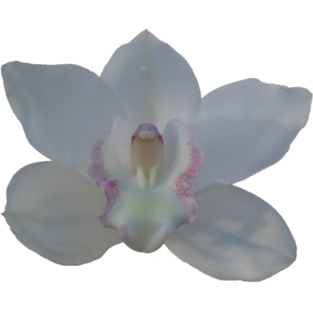 Cymbidium large flowered SNOWCASTLE