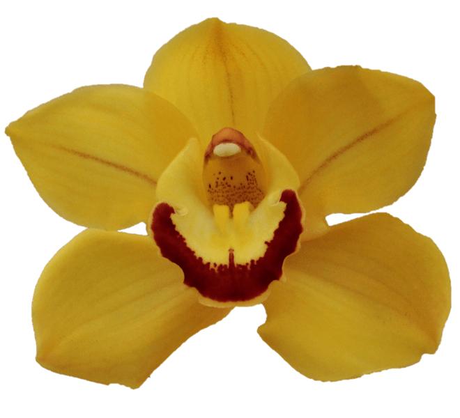 Cymbidium large flowered SUNGLOW