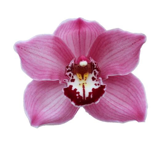 Cymbidium large flowered FANTACY