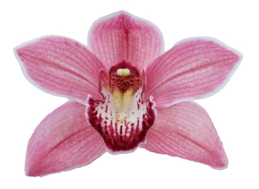 Cymbidium large flowered POWER