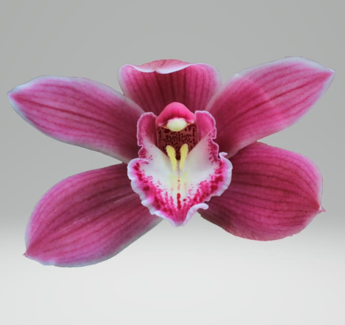 Cymbidium large flowered BRYCE