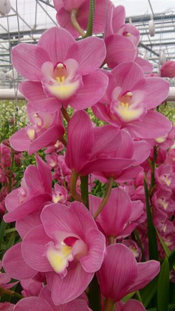 Cymbidium large flowered MARITA