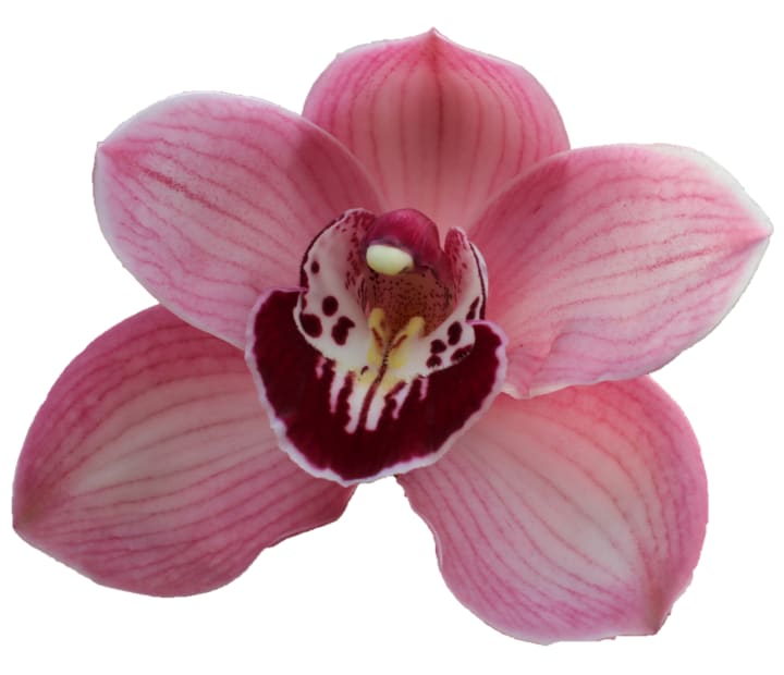 Cymbidium large flowered HMS LAZISE