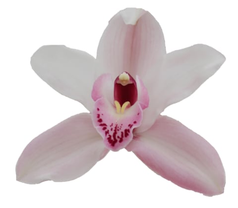 Cymbidium large flowered JOAL