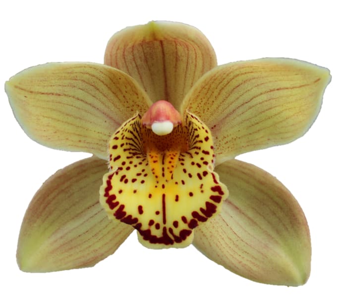 Cymbidium large flowered CHESTNUT KATE