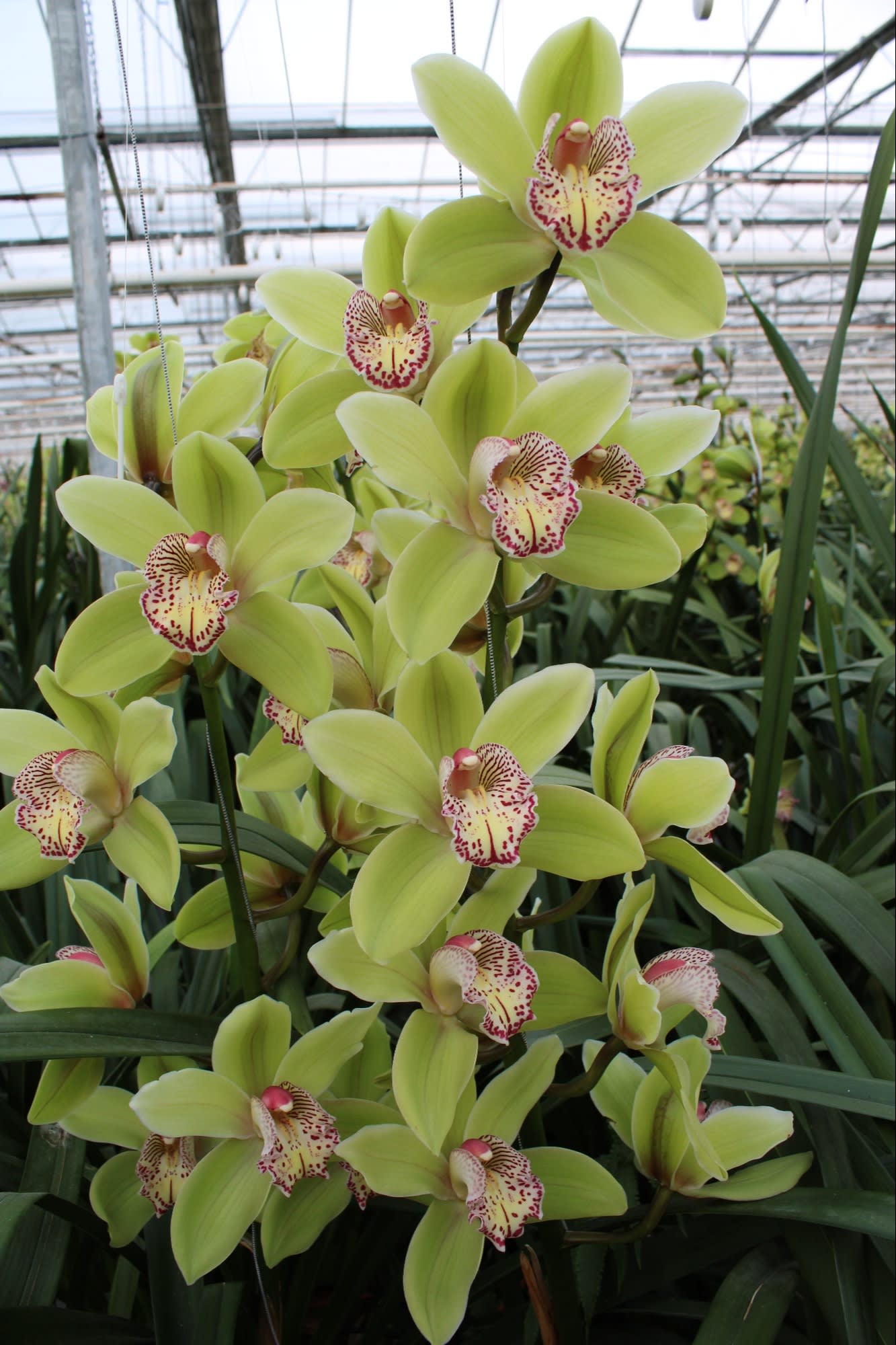 Cymbidium large flowered HANS