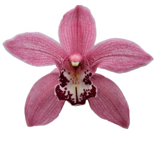 Cymbidium large flowered Bloem op fles roze