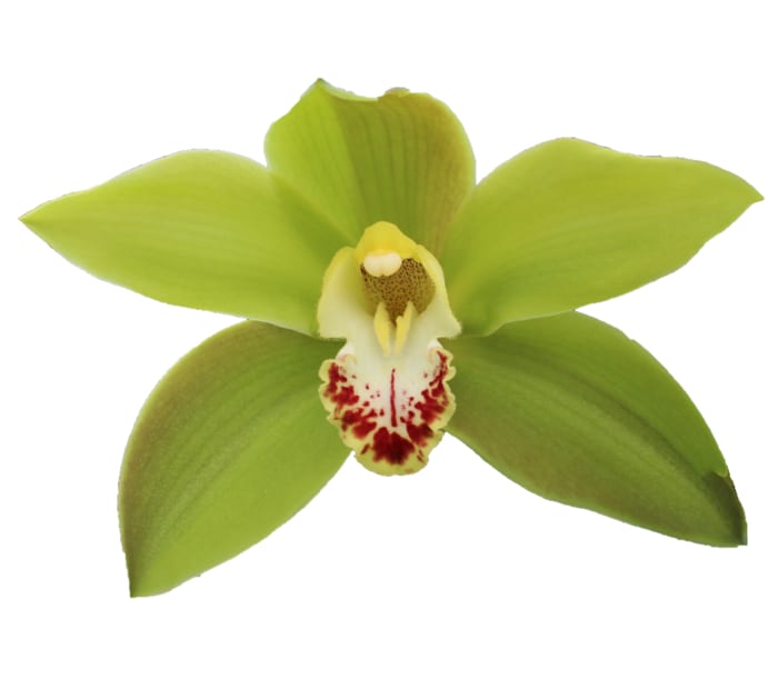 Cymbidium large flowered GREEN GIANT