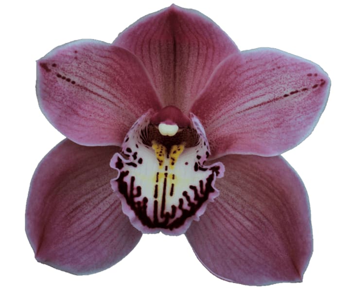 Cymbidium large flowered JET SET