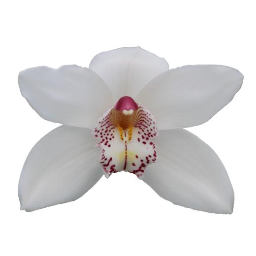 Cymbidium large flowered WHITE CRYSTAL