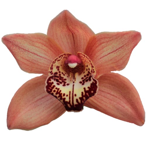 Cymbidium large flowered BROWNY