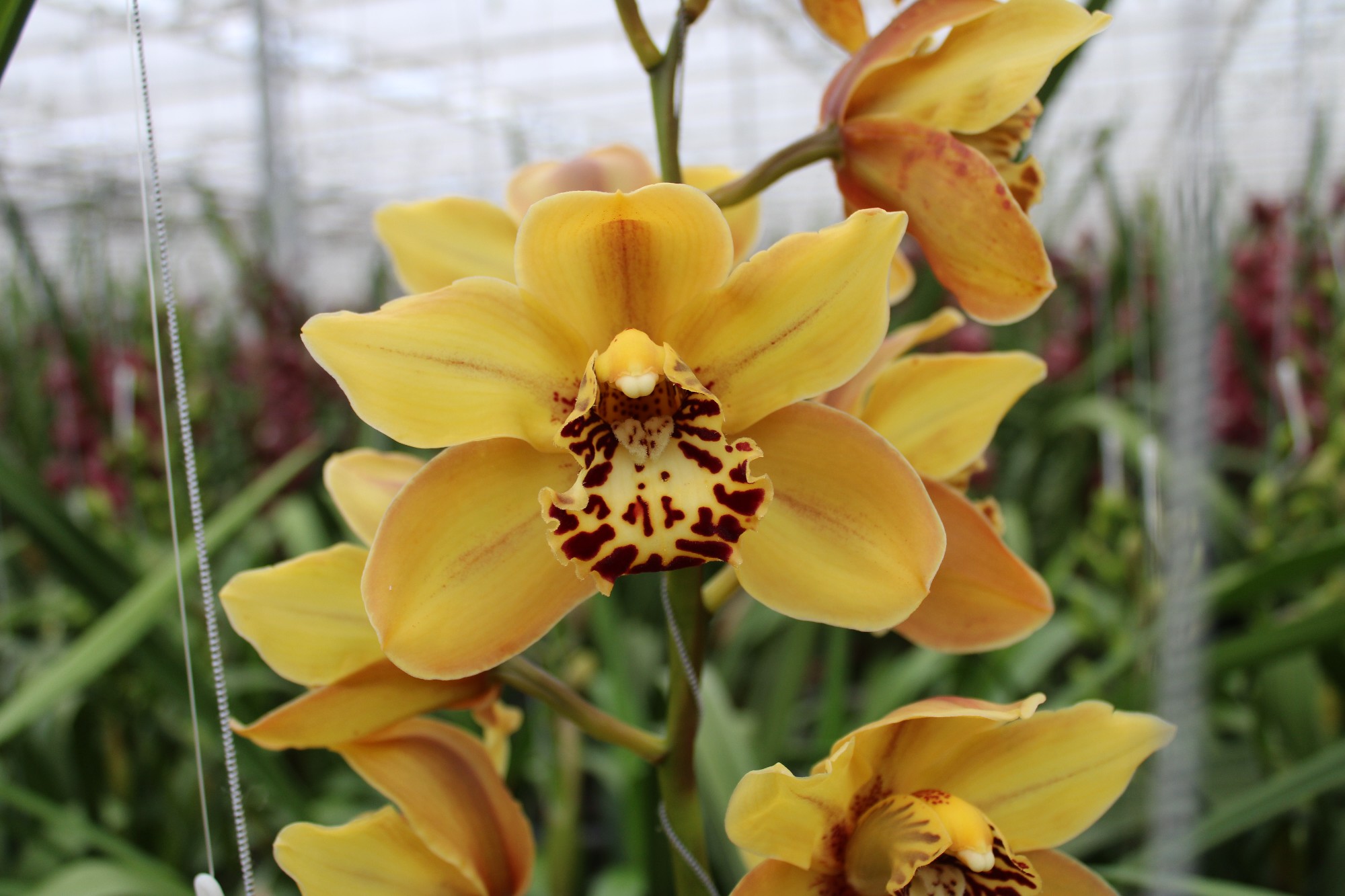 Cymbidium large flowered BRONZE TIGER