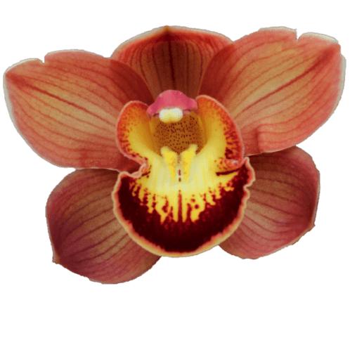 Cymbidium large flowered AUSTRALIAN PRICE