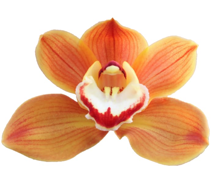 Cymbidium large flowered AMALIA