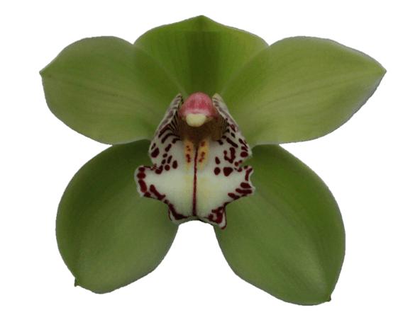 Cymbidium large flowered R HOOD