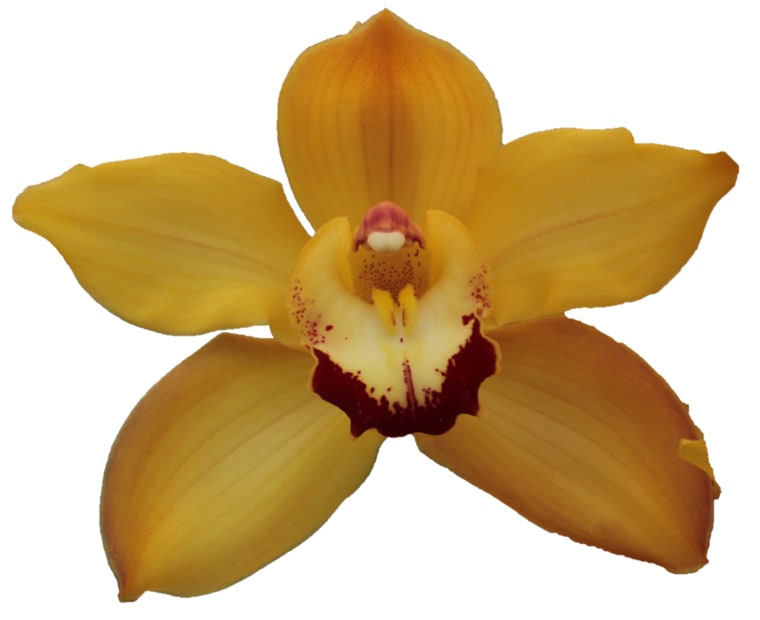 Cymbidium large flowered SUSAN