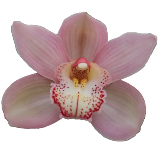 Cymbidium large flowered REYNELLA