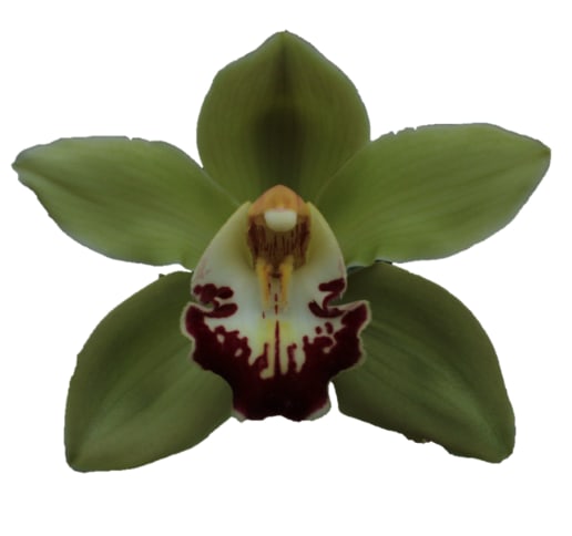 Cymbidium large flowered MACHTELD