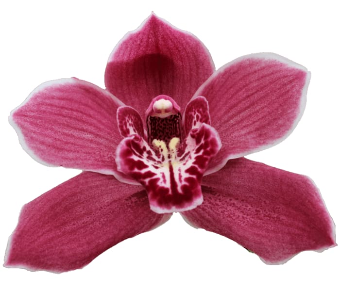 Cymbidium large flowered RED ROCK