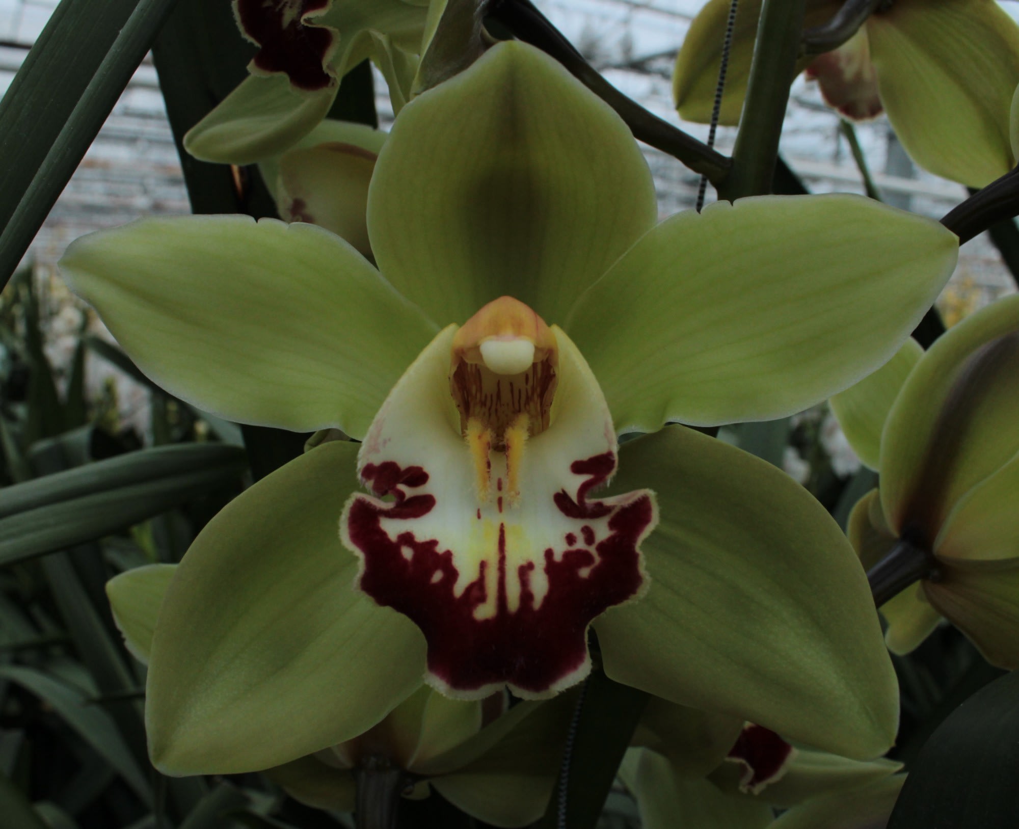 Cymbidium large flowered MACHTELD