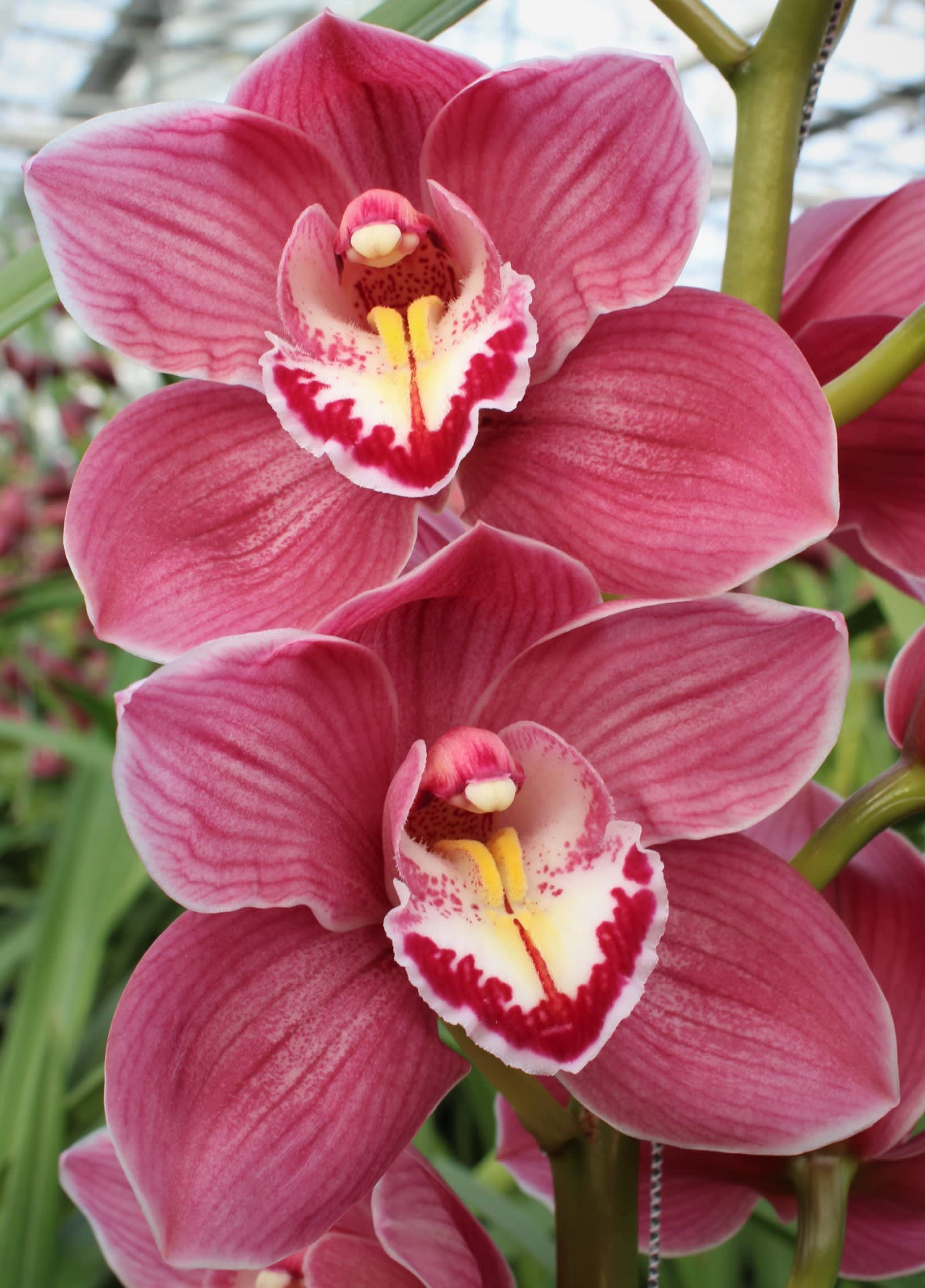 Cymbidium large flowered HMS ROSANN