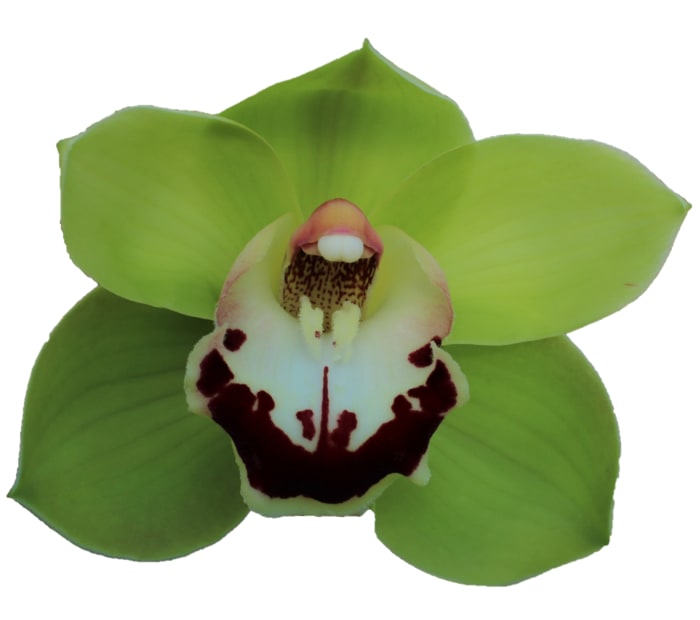 Cymbidium large flowered VALLEY BOOP